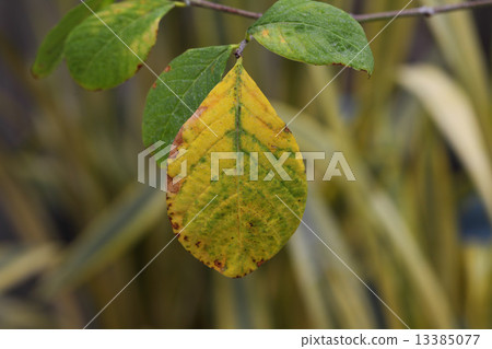 彀子cotini folia黃色葉子 彀子cotini folia黃色葉子 13385077