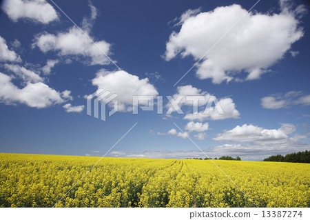 Rapeseed field Rapeseed field 13387274