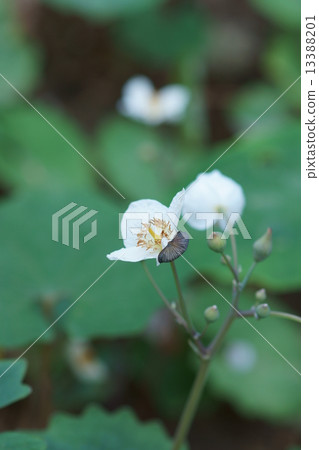 My name is Shirayuki Ishiba Shirayukijishi. My name is Shirayuki Ishiba Shirayukijishi. 13388201