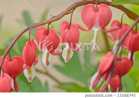 Heart is full 13388745