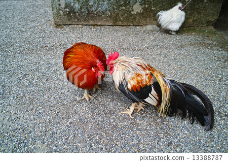 石垣神社的女神 13388787