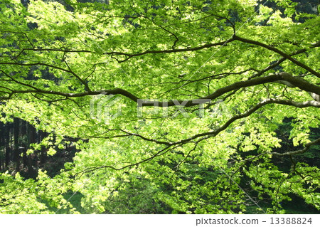 Shining blue maple Shining blue maple 13388824