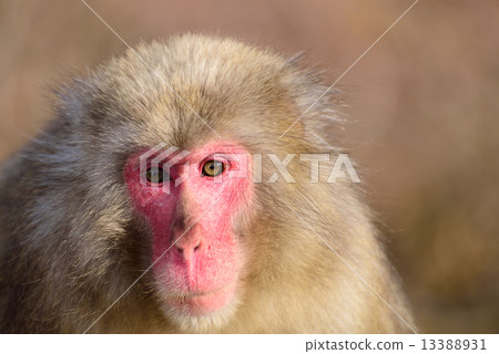 Japanese macaques 13388931