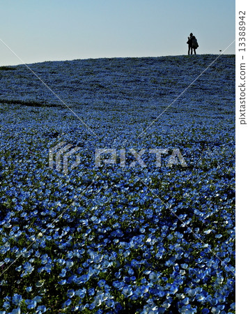 喜林草 喜林草 13388942