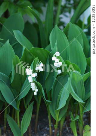 Suzuran另一個名字是Kimikage（Grasshopper）。 13389055