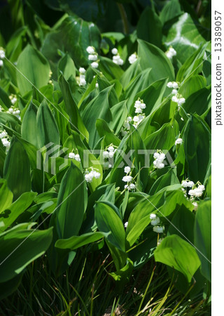 Suzuran另一個名字是Kimikage(Grasshopper)。 Suzuran另一個名字是Kimikage(Grasshopper)。 13389057