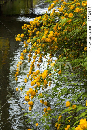 Yamaboki of Matsuo Taisha Yamaboki of Matsuo Taisha 13389134