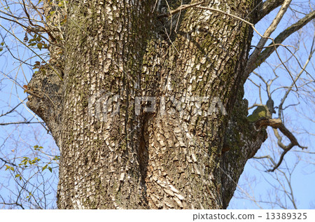 Enoki (Enoki) Enoki (Enoki) 13389325