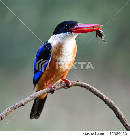 Black-capped Kingfisher Black-capped Kingfisher 13389410
