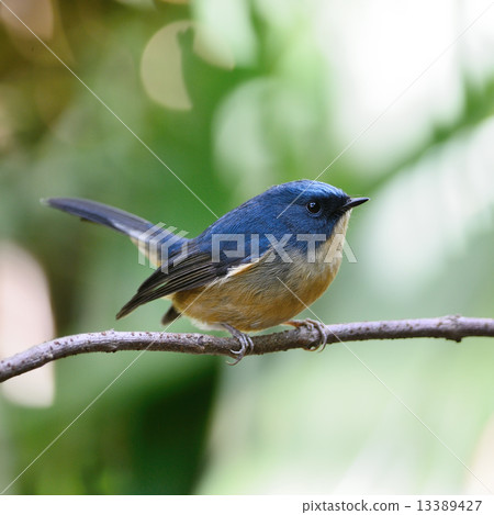 male Slaty-blue Flycatcher 13389427