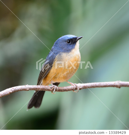 male Slaty-blue Flycatcher 13389429
