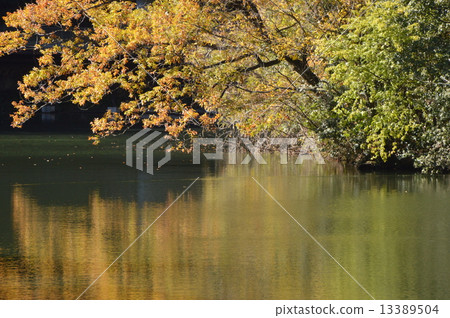 Kamakura Lake Autumn leaves Saitama 13389504
