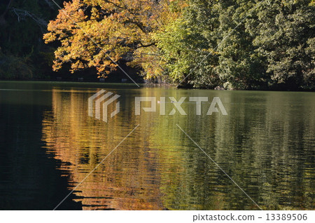 Kamakura Lake Autumn leaves Saitama 13389506