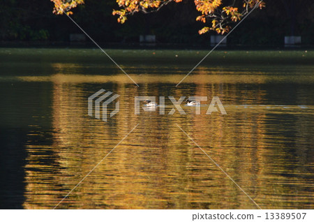 Kamakura Lake Autumn leaves Saitama 13389507
