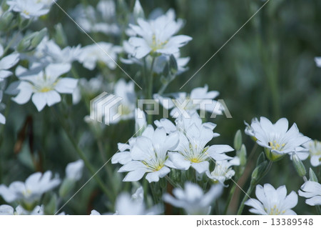 它被稱為White Eclaimed Grasshopper White Powdery Celastium。 13389548