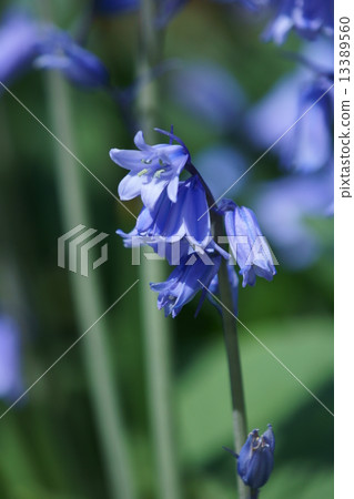 A fishing bell daffodil tiger calligraphy alias Syrah Campanula 13389560