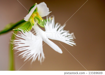 Shirasagi草（Shirasagi sou） 13389689