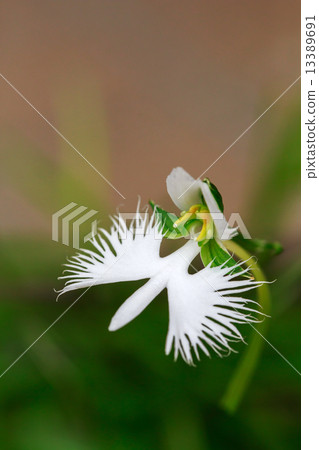 Shirasagi grass (Shirasagi sou) 13389691