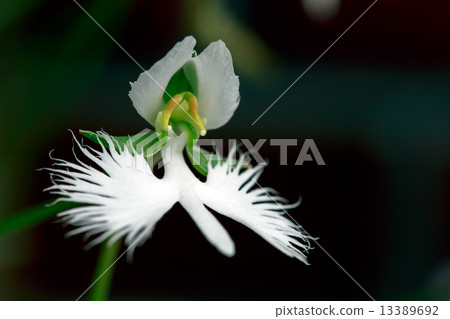 Shirasagi草（Shirasagi sou） 13389692