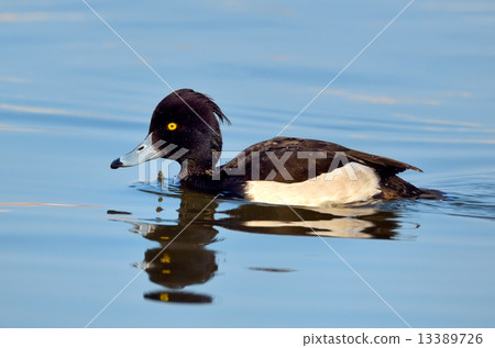Tufted Duck Tufted Duck 13389726