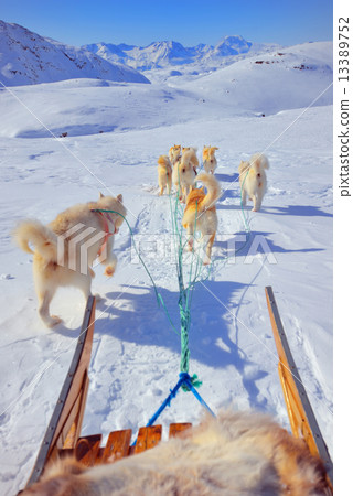 dog sledging dog sledging 13389752
