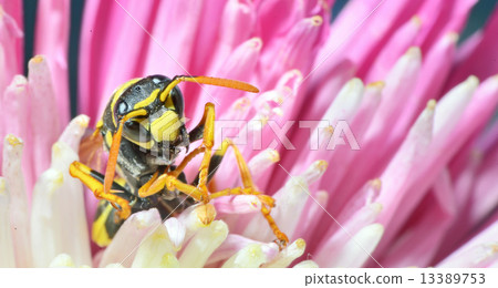 Yellow Jacket (Wasp) Yellow Jacket (Wasp) 13389753