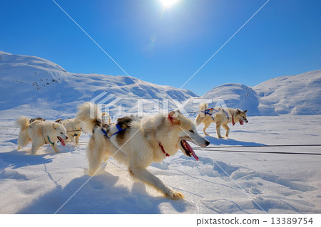 Sled dogs running in Greenland Sled dogs running in Greenland 13389754