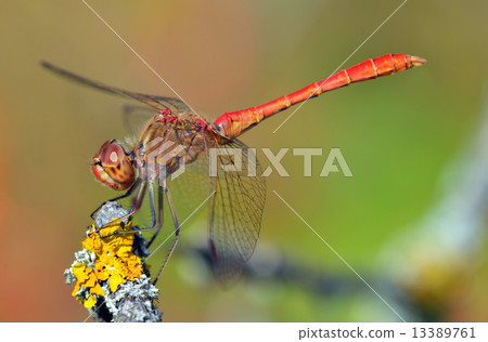 red dragonfly at rest; sympetrum vulgatum red dragonfly at rest; sympetrum vulgatum 13389761