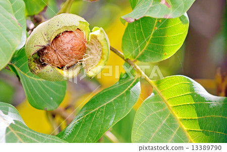 ripe walnut in opened shell 13389790