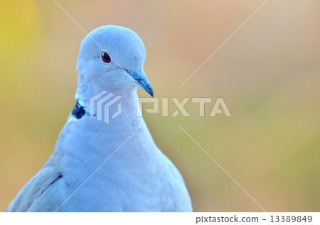 pigeon 13389849