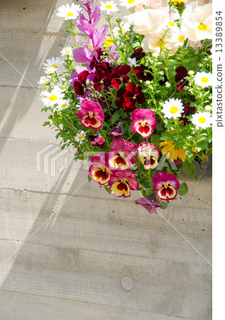 Hanging flower Hanging flower 13389854