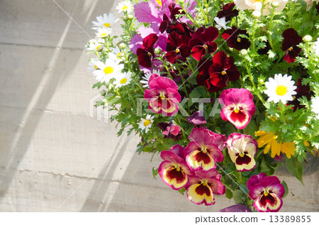 Hanging flower Hanging flower 13389855