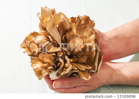 Vegetable · Mimetake Vegetable · Mimetake 13389896