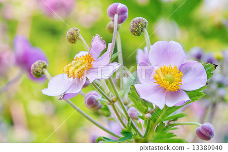 lila flowers, macro 13389940