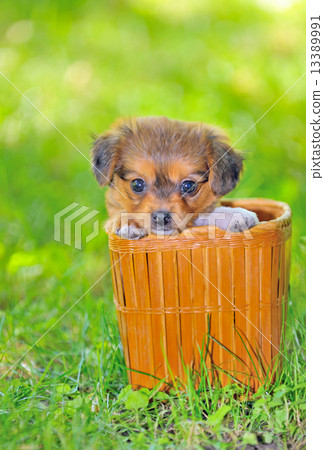 Pekingese puppy dog Pekingese puppy dog 13389991