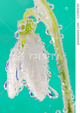 snowdrop in water with bubbles on green background 13390030