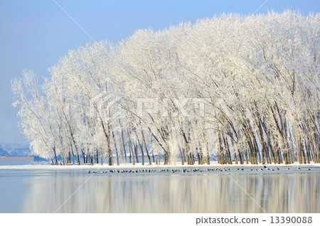 winter trees covered with frost 13390088
