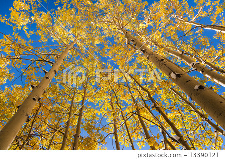 Yellow aspen trees in autumn 13390121
