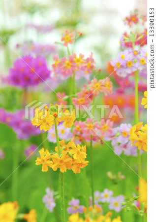 Phlox paniculata flowers 13390153