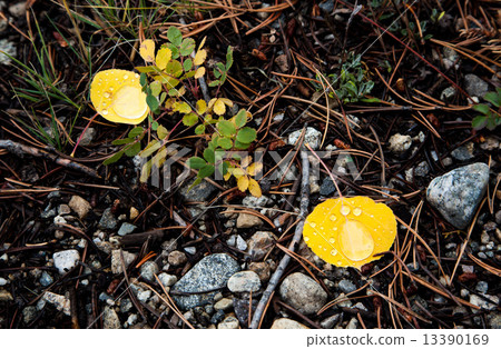 rain drops over yellow aspen leaves 13390169