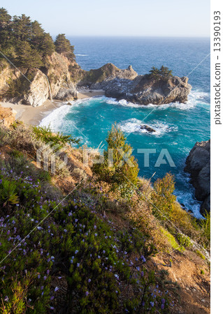 Mcway falls with wild flower, California 13390193