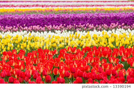 Colorful tulip sea 13390194