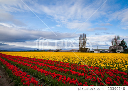 Red and yellow tulip field against beautiful blue sky 13390248