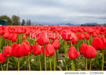 Closeup red tulip in the field 13390266