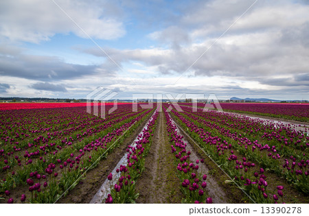 Rows of purple tulips in the field 13390278