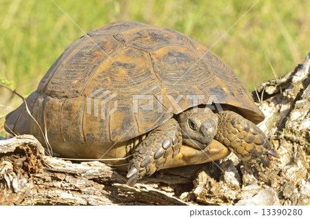 turtle in the wood turtle in the wood 13390280