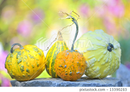 pumpkins pumpkins 13390283
