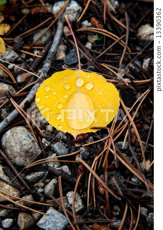 rain drops over yellow aspen leaf 13390362