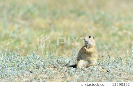 Prairie dog 13390392