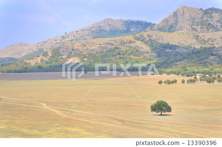 solitary tree solitary tree 13390396